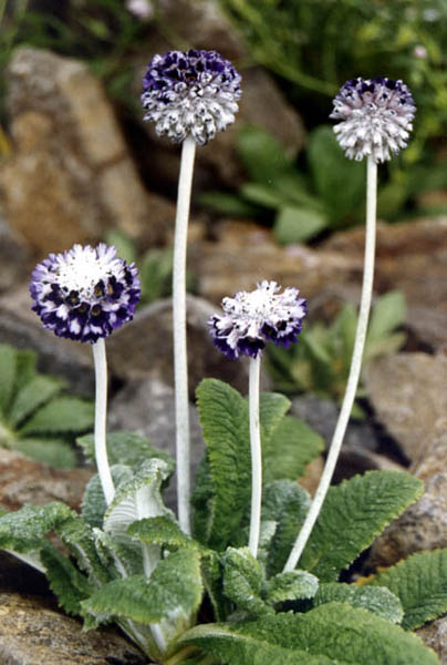 Primula capitata ssp mooreana photo